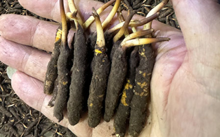 3000 條蟲草一克是幾只？深入解析蟲草規(guī)格與重量關(guān)系? ? ? ?