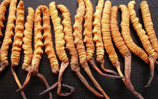 干冬蟲夏草多少錢一斤？一文解析其價(jià)格密碼