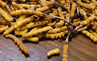 斷的冬蟲夏草有效果嗎？一文揭開真相