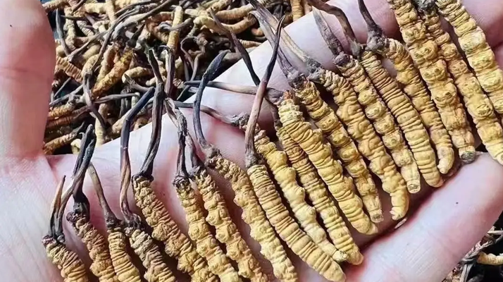 冬蟲夏草的藥用價值：傳統(tǒng)智慧與現(xiàn)代科學的雙重印證?