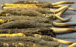 新鮮冬蟲夏草可以泡水喝嗎？正確方法與功效解析