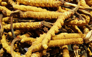 冬蟲夏草見(jiàn)效周期解析：滋補(bǔ)需循序漸進(jìn)