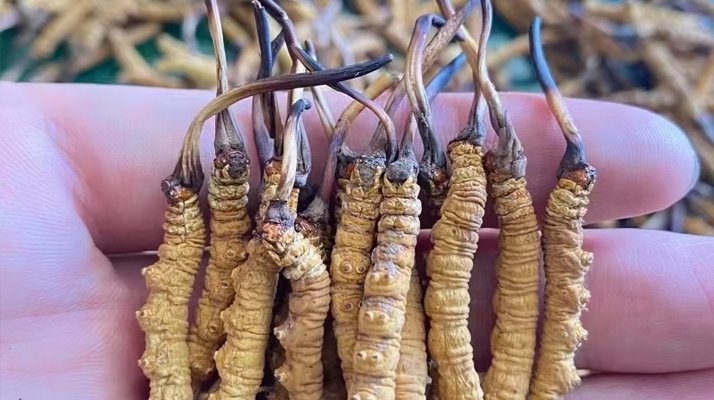 西藏在哪買冬蟲(chóng)夏草