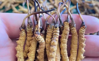 西藏在哪買冬蟲(chóng)夏草